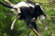 Black and white colobus monkey with baby : 2014 Uganda